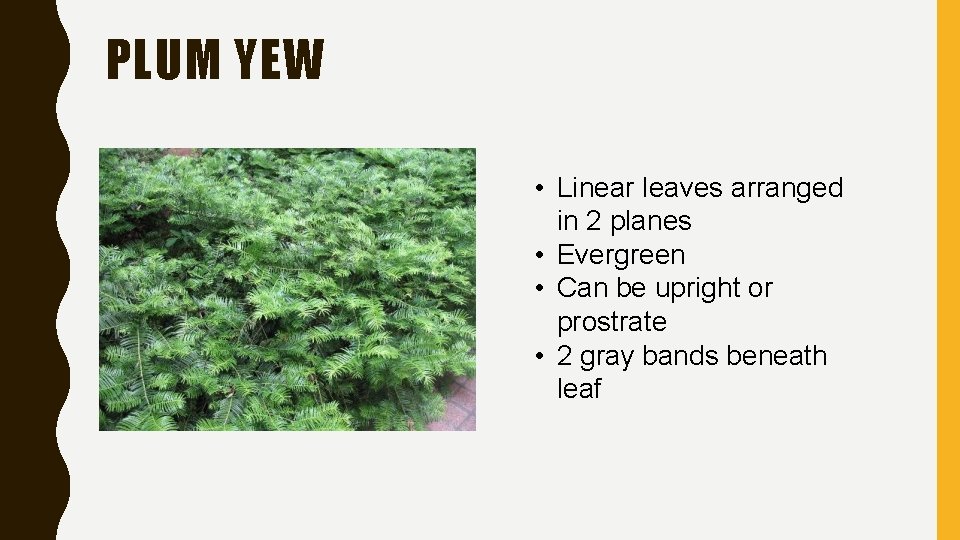 PLUM YEW • Linear leaves arranged in 2 planes • Evergreen • Can be