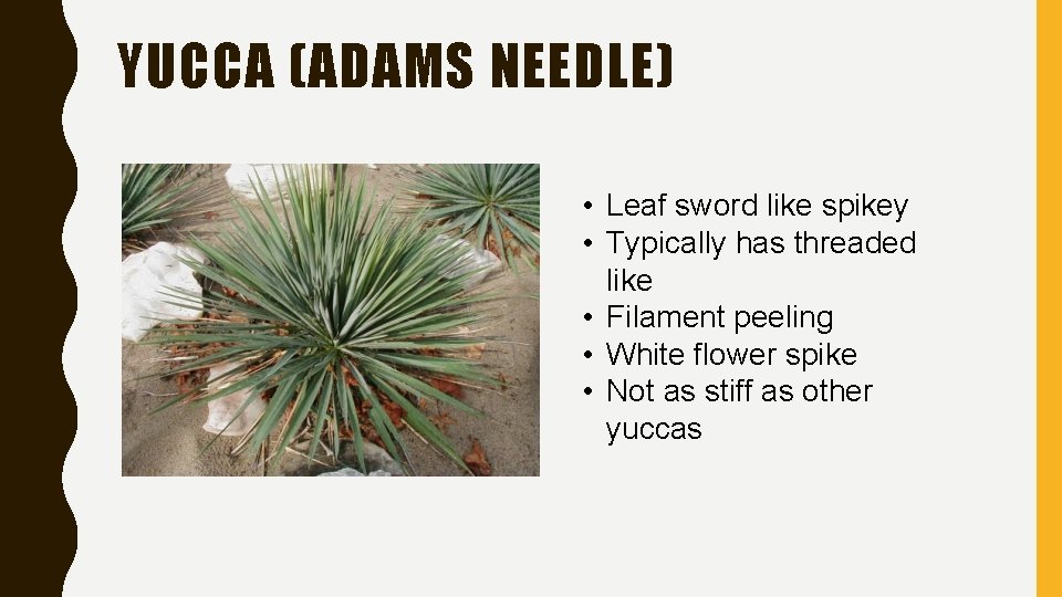 YUCCA (ADAMS NEEDLE) • Leaf sword like spikey • Typically has threaded like •