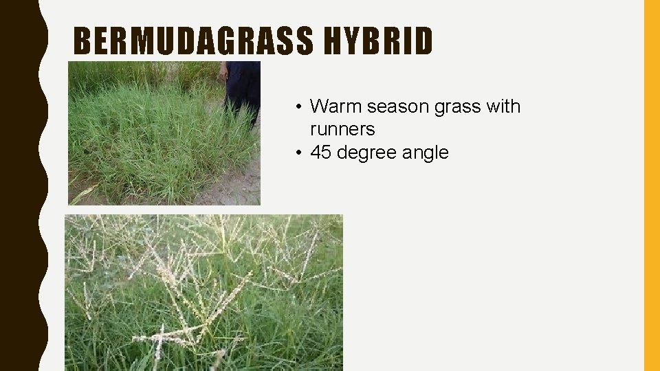 BERMUDAGRASS HYBRID • Warm season grass with runners • 45 degree angle 