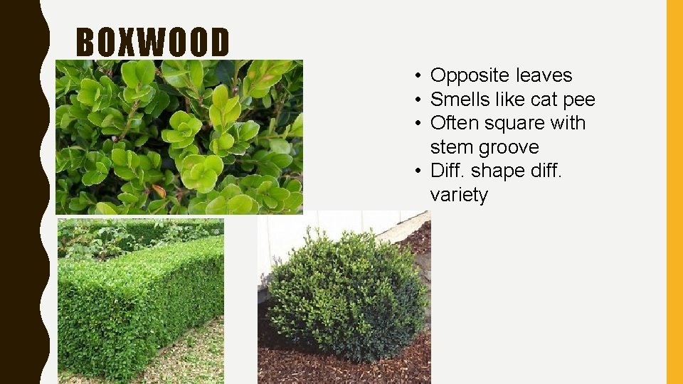 BOXWOOD • Opposite leaves • Smells like cat pee • Often square with stem