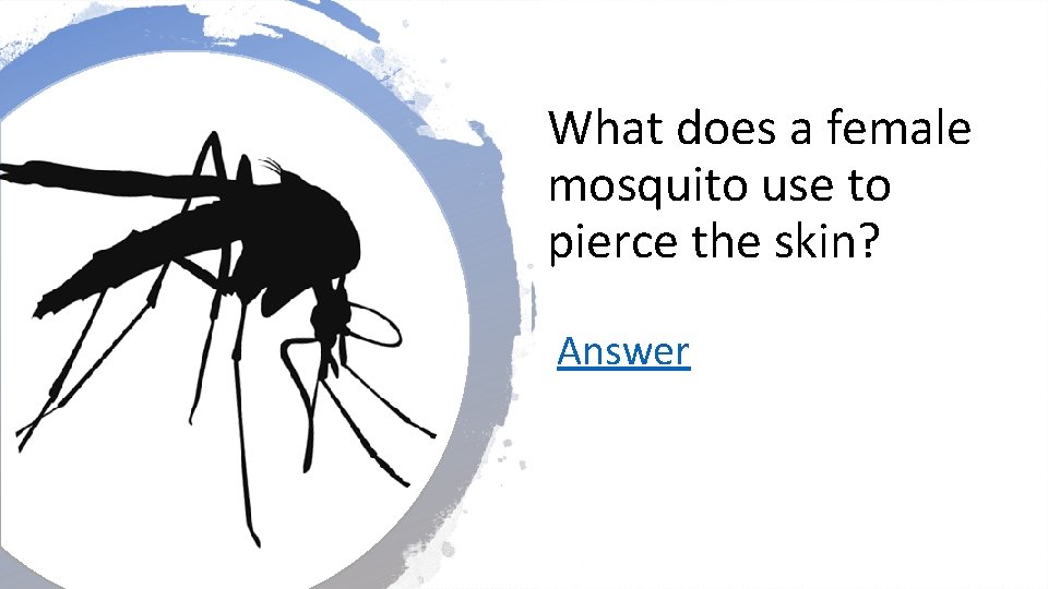 What does a female mosquito use to pierce the skin? Answer 