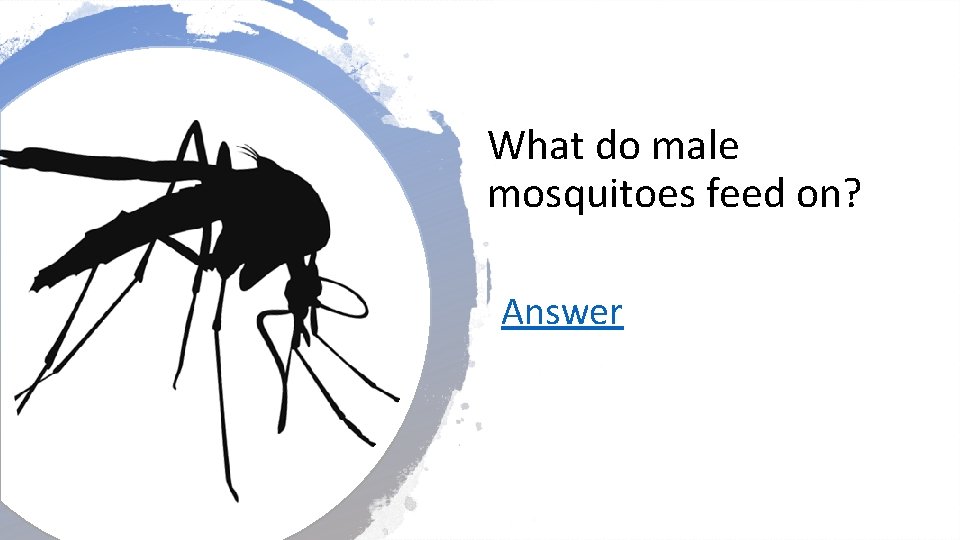 What do male mosquitoes feed on? Answer 
