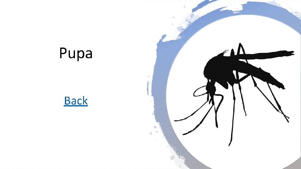 Pupa Back 