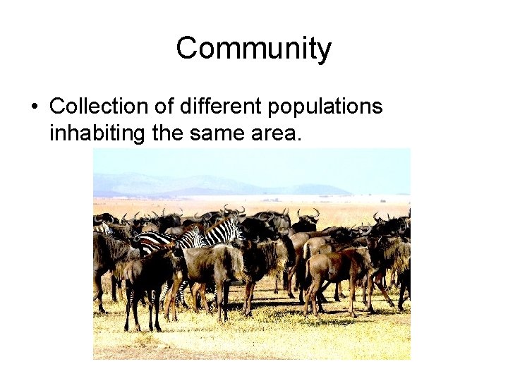 Community • Collection of different populations inhabiting the same area. 