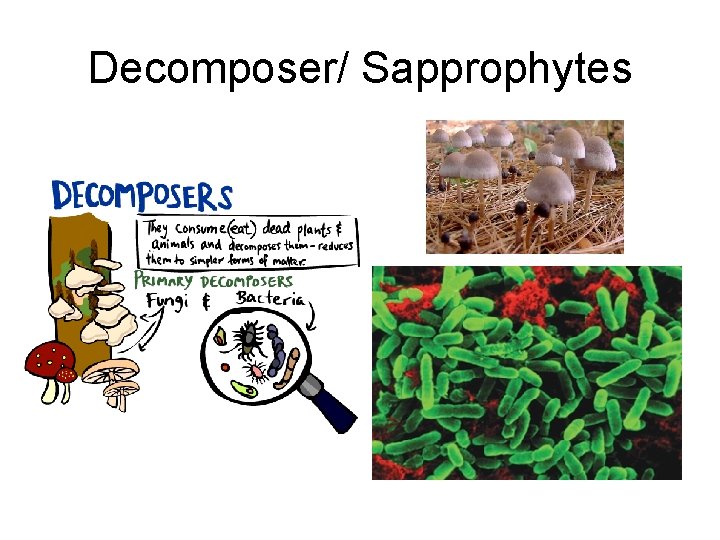 Decomposer/ Sapprophytes Decomposer/ Sapprophytes