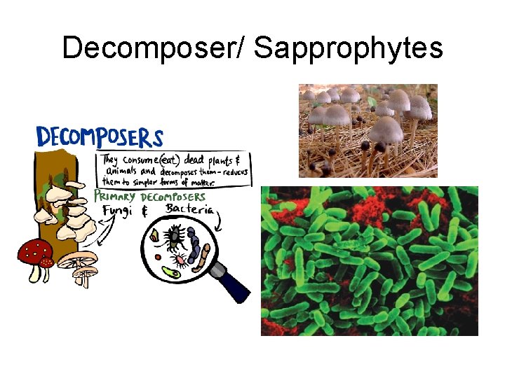 Decomposer/ Sapprophytes 