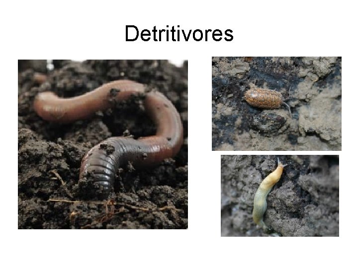 Detritivores Detritivores