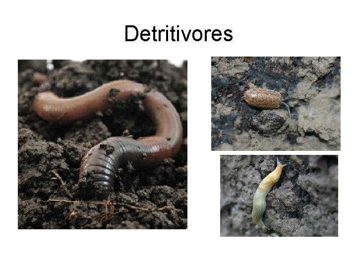 Detritivores 