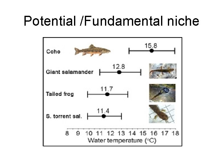 Potential /Fundamental niche 