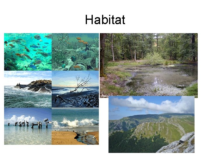 Habitat Habitat