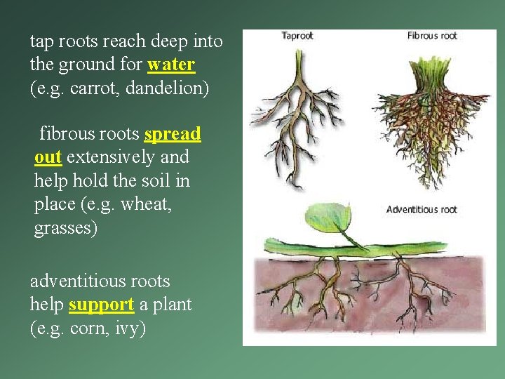 tap roots reach deep into the ground for water (e. g. carrot, dandelion) fibrous tap roots reach deep into the ground for water (e. g. carrot, dandelion) fibrous