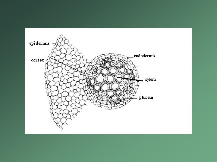 epidermis cortex endodermis xylem phloem epidermis cortex endodermis xylem phloem