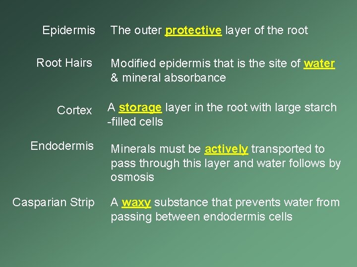 Epidermis The outer protective layer of the root Root Hairs Modified epidermis that is Epidermis The outer protective layer of the root Root Hairs Modified epidermis that is