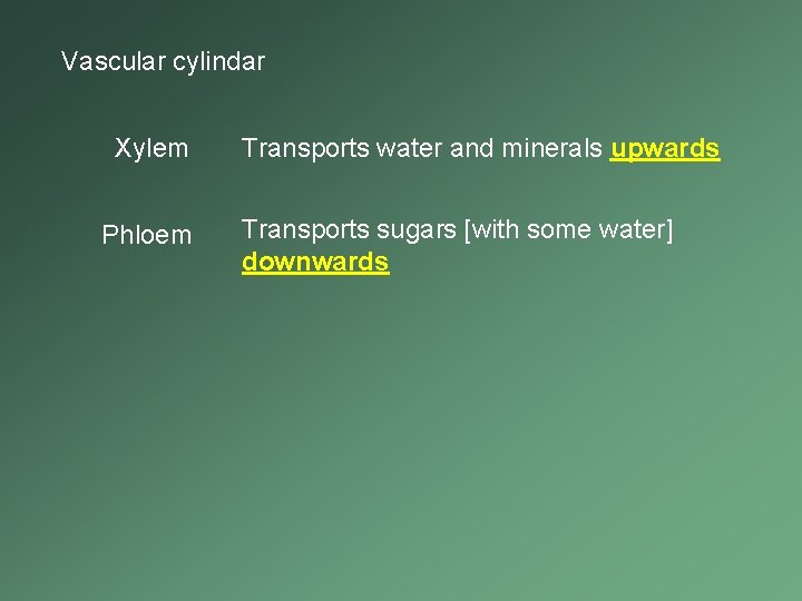 Vascular cylindar Xylem Phloem Transports water and minerals upwards Transports sugars [with some water]