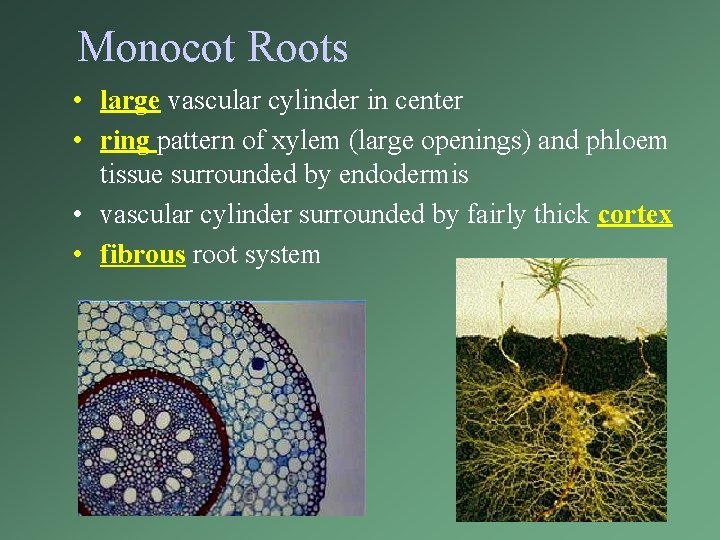 Monocot Roots • large vascular cylinder in center • ring pattern of xylem (large Monocot Roots • large vascular cylinder in center • ring pattern of xylem (large