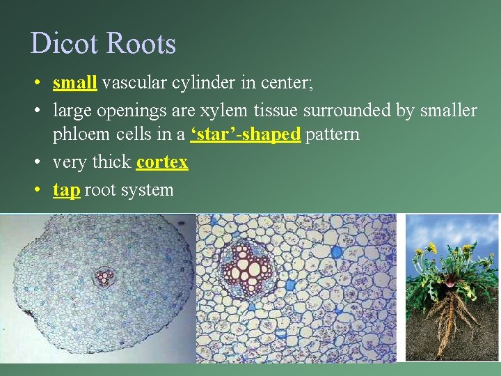 Dicot Roots • small vascular cylinder in center; • large openings are xylem tissue Dicot Roots • small vascular cylinder in center; • large openings are xylem tissue