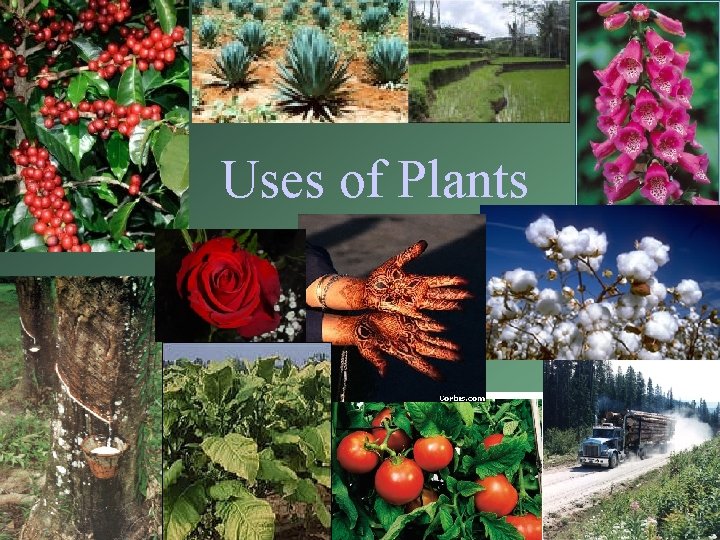 Uses of Plants Uses of Plants