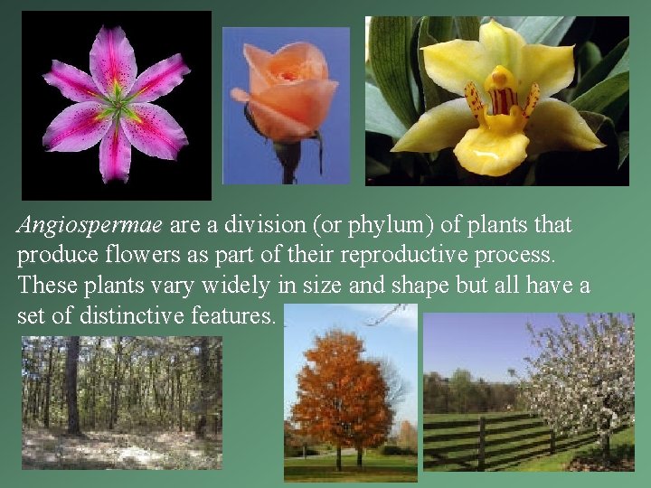 Angiospermae are a division (or phylum) of plants that produce flowers as part of Angiospermae are a division (or phylum) of plants that produce flowers as part of