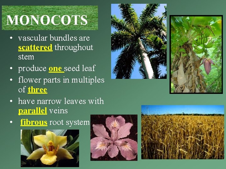 MONOCOTS • vascular bundles are scattered throughout stem • produce one seed leaf • MONOCOTS • vascular bundles are scattered throughout stem • produce one seed leaf •