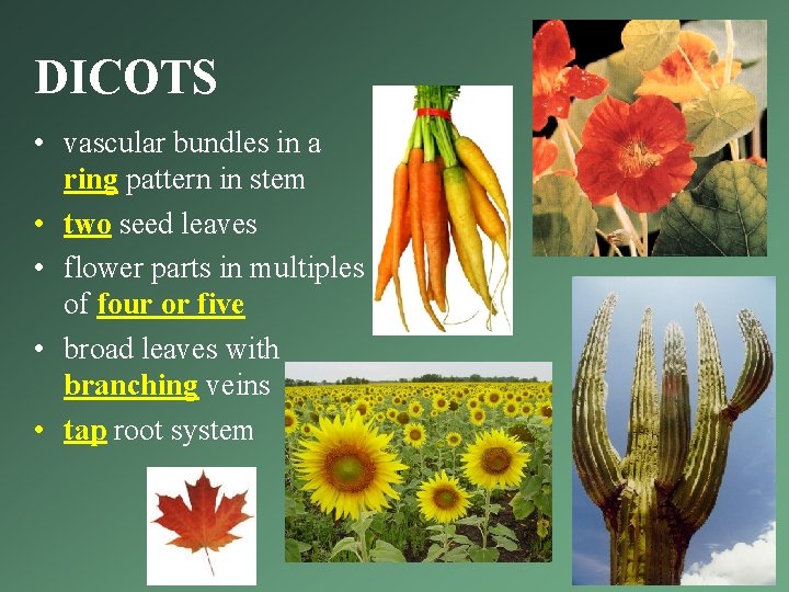 DICOTS • vascular bundles in a ring pattern in stem • two seed leaves DICOTS • vascular bundles in a ring pattern in stem • two seed leaves