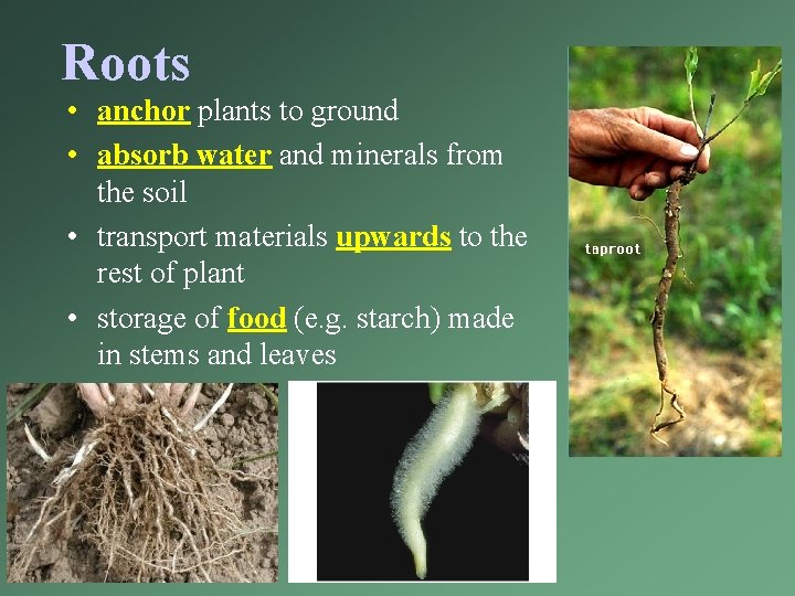 Roots • anchor plants to ground • absorb water and minerals from the soil Roots • anchor plants to ground • absorb water and minerals from the soil