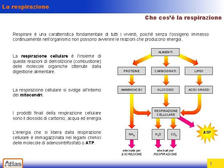 La respirazione Che cos’è la respirazione Respirare è una caratteristica fondamentale di tutti i