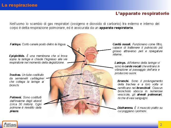 La respirazione L’apparato respiratorio Nell’uomo lo scambio di gas respiratori (ossigeno e diossido di