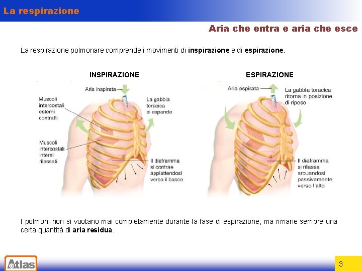 La respirazione Aria che entra e aria che esce La respirazione polmonare comprende i