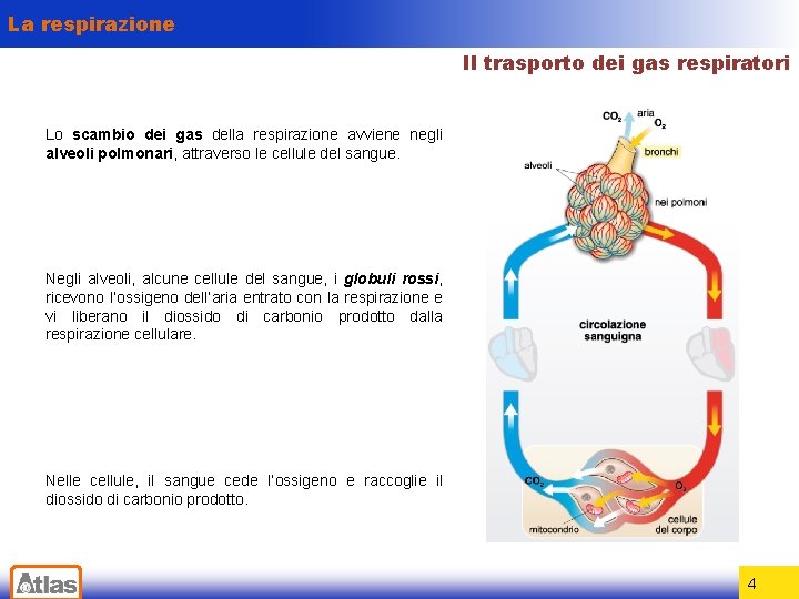 La respirazione Il trasporto dei gas respiratori Lo scambio dei gas della respirazione avviene