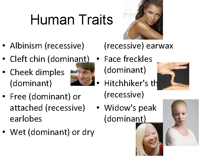 Human Traits • Albinism (recessive) • Cleft chin (dominant) • • Cheek dimples •