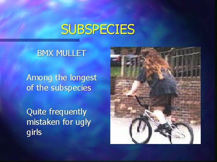 SUBSPECIES BMX MULLET Among the longest of the subspecies Quite frequently mistaken for ugly SUBSPECIES BMX MULLET Among the longest of the subspecies Quite frequently mistaken for ugly