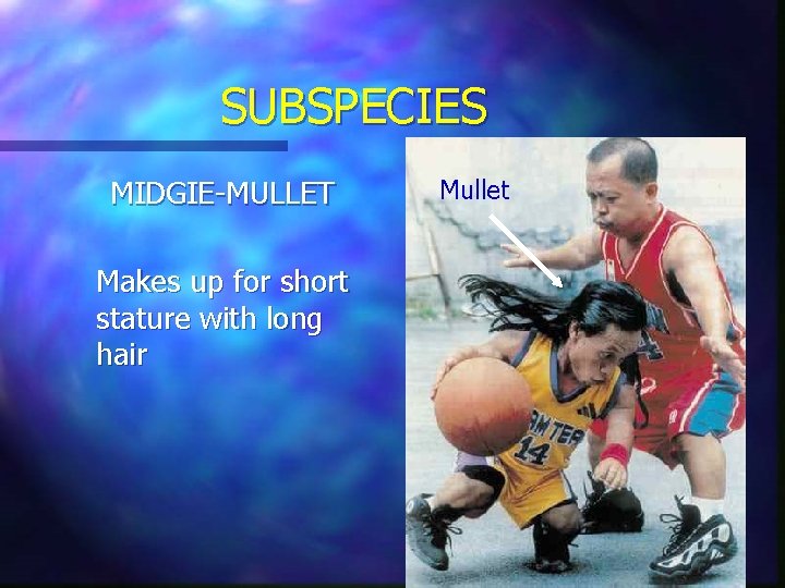 SUBSPECIES MIDGIE-MULLET Makes up for short stature with long hair Mullet mullet SUBSPECIES MIDGIE-MULLET Makes up for short stature with long hair Mullet mullet