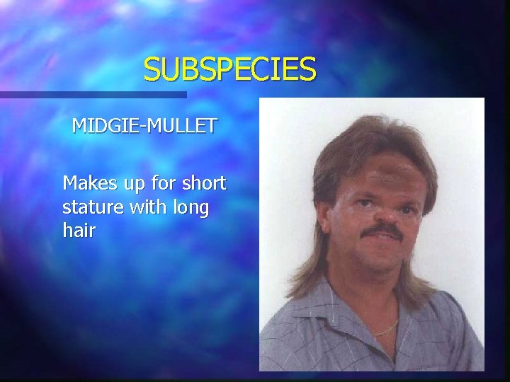 SUBSPECIES MIDGIE-MULLET Makes up for short stature with long hair SUBSPECIES MIDGIE-MULLET Makes up for short stature with long hair