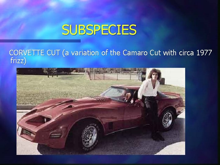 SUBSPECIES CORVETTE CUT (a variation of the Camaro Cut with circa 1977 frizz) SUBSPECIES CORVETTE CUT (a variation of the Camaro Cut with circa 1977 frizz)
