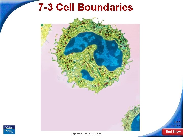 7 -3 Cell Boundaries Slide 1 of 47 Copyright Pearson Prentice Hall End Show