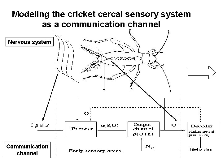 Modeling the cricket cercal sensory system as a communication channel Nervous system Signal Communication