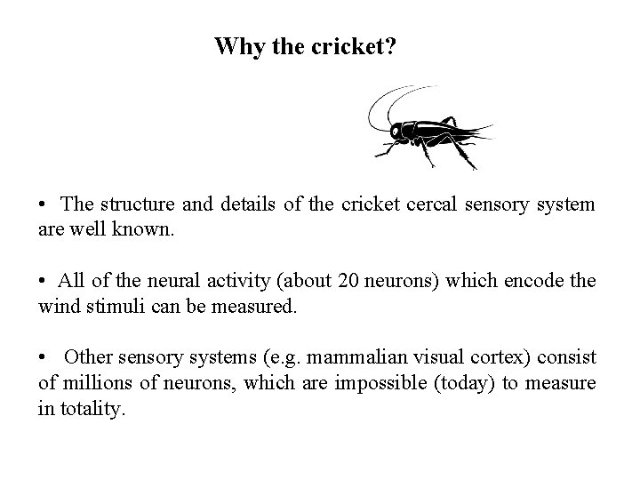 Why the cricket? • The structure and details of the cricket cercal sensory system