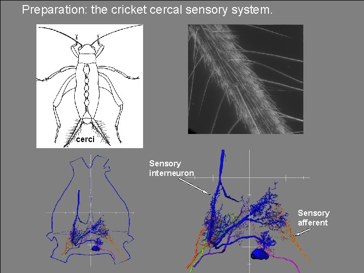 Preparation: the cricket cercal sensory system. cerci Sensory interneuron Sensory afferent 