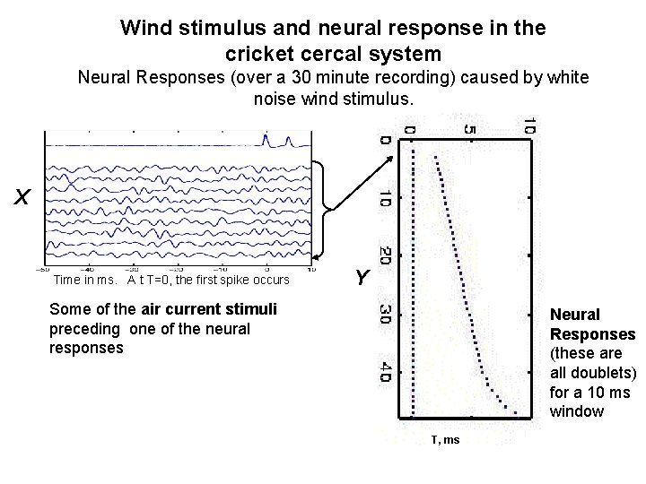 Wind stimulus and neural response in the cricket cercal system Neural Responses (over a