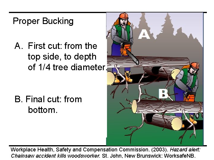 Proper Bucking A. First cut: from the top side, to depth of 1/4 tree