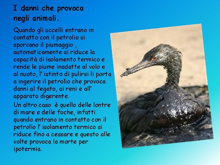 I danni che provoca negli animali. Quando gli uccelli entrano in contatto con il