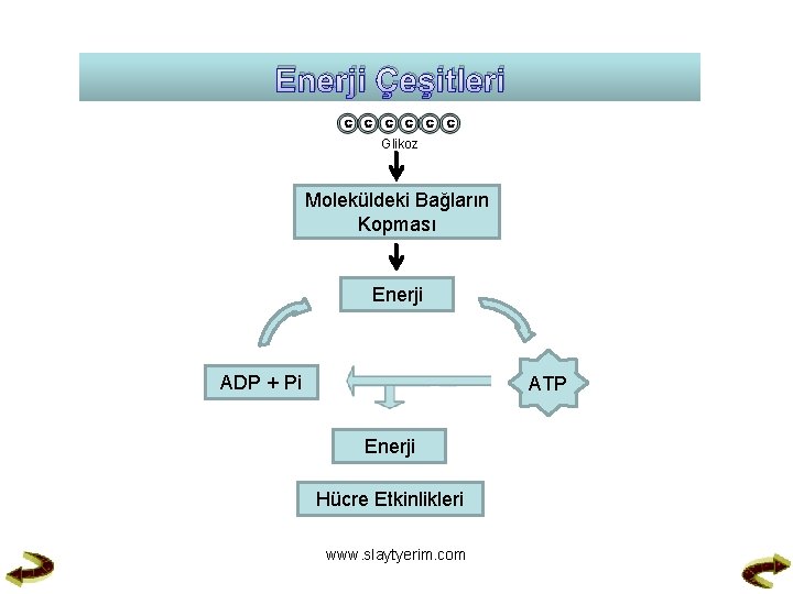 Enerji Çeşitleri Glikoz Moleküldeki Bağların Kopması Enerji ADP + Pi ATP Enerji Hücre Etkinlikleri