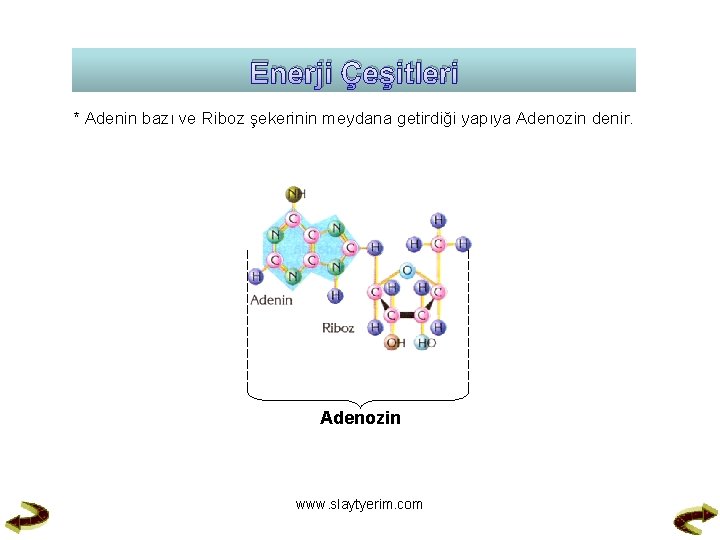 Enerji Çeşitleri * Adenin bazı ve Riboz şekerinin meydana getirdiği yapıya Adenozin denir. Adenozin