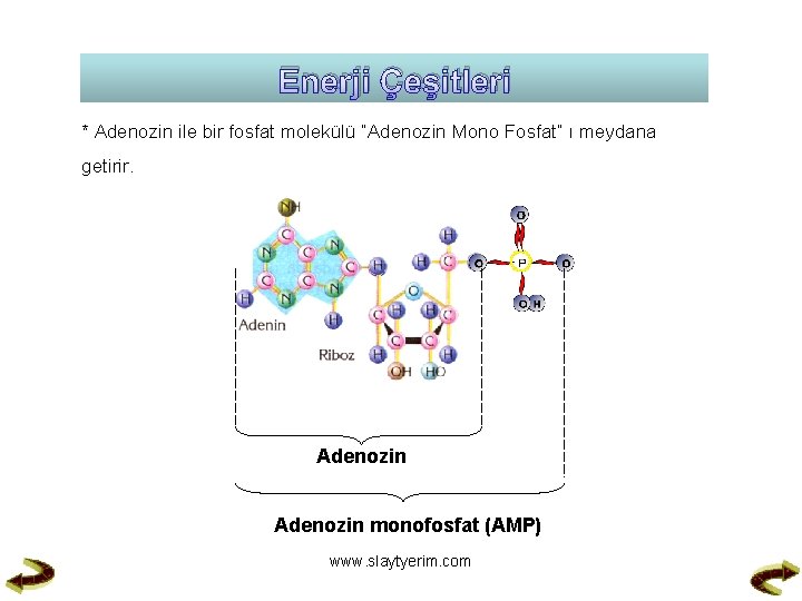 Enerji Çeşitleri * Adenozin ile bir fosfat molekülü “Adenozin Mono Fosfat” ı meydana getirir.