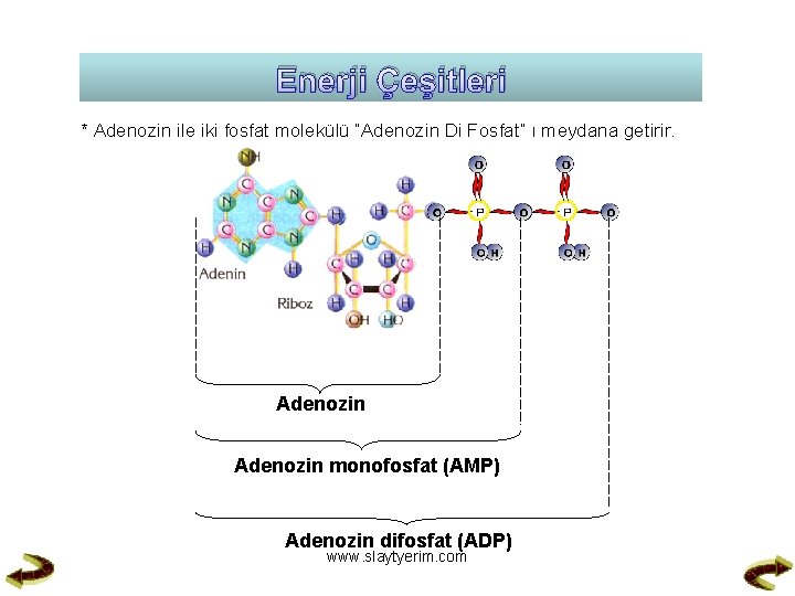 Enerji Çeşitleri * Adenozin ile iki fosfat molekülü “Adenozin Di Fosfat” ı meydana getirir.