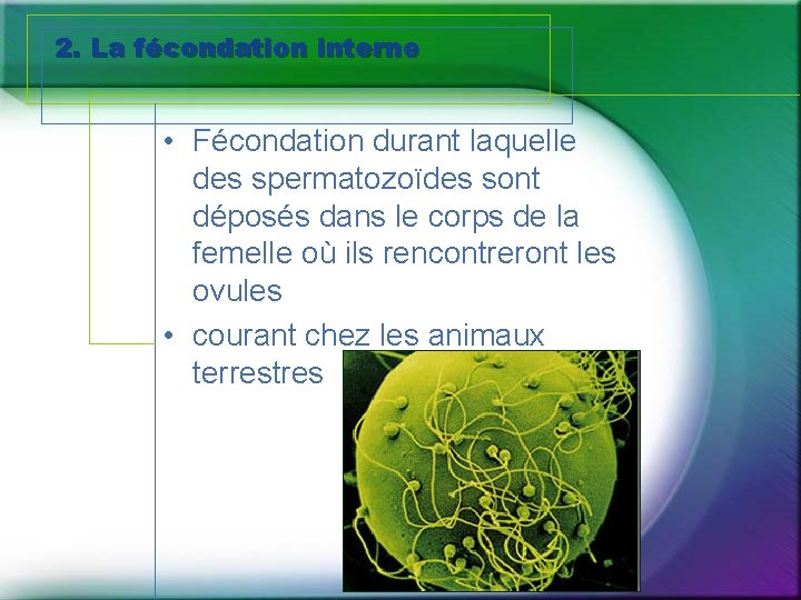 2. La fécondation interne • Fécondation durant laquelle des spermatozoïdes sont déposés dans le