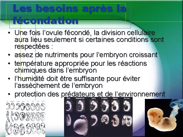 Les besoins après la fécondation • Une fois l’ovule fécondé, la division cellulaire aura