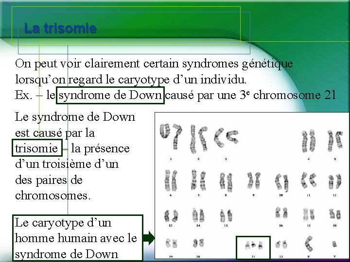 La trisomie On peut voir clairement certain syndromes génétique lorsqu’on regard le caryotype d’un