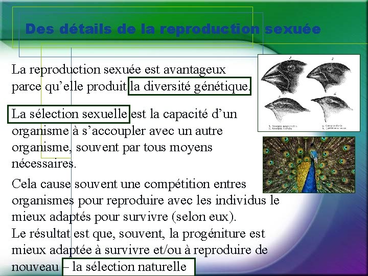 Des détails de la reproduction sexuée La reproduction sexuée est avantageux parce qu’elle produit