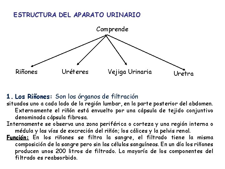 ESTRUCTURA DEL APARATO URINARIO Comprende Riñones Uréteres Vejiga Urinaria 1. Los Riñones: Son los